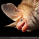 Illustration for article titled Heartbreaking photographs capture the facial expressions of animals